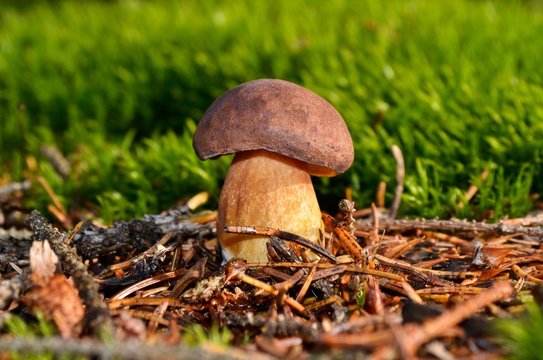 mushroom on moss in forest