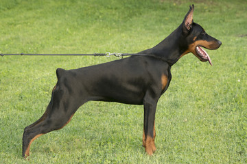 portrait of the black Doberman