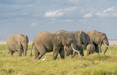 Naklejka na ściany i meble Elephants of Amboseli National Park