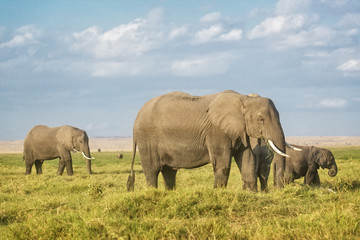 Naklejka na ściany i meble African Elephants on pasture