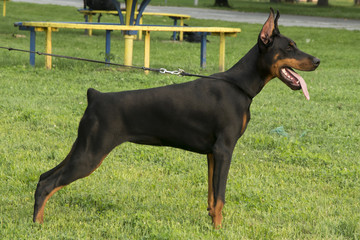 Portrait of the black doberman