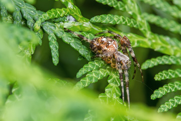 Spider macro in large spider web for you