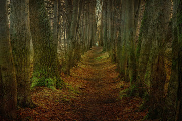 Fototapeta premium trail between the trees