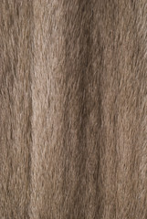 Mink fur for use as a background texture