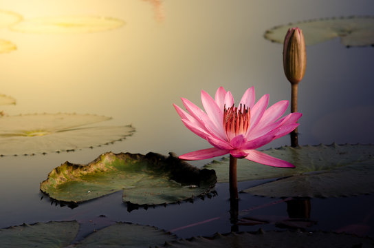 Fototapeta The Pink Lotus Flower