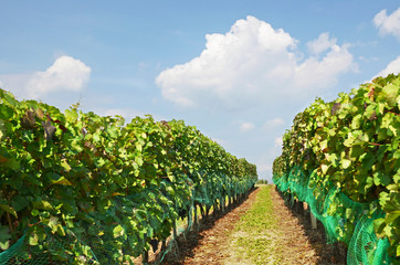 Naklejka premium Vineyard, Moravia, Czech Republic