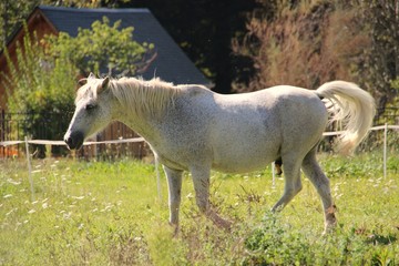 Obraz na płótnie Canvas Le cheval blanc.