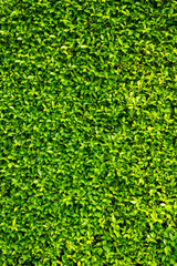 Green leaves wall background