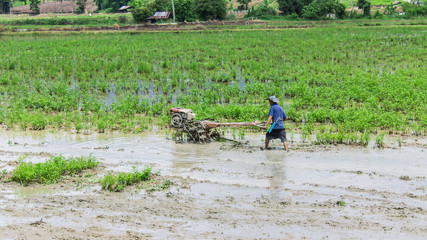 Asia Farmer using tiller tractor in rice field