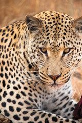 Fototapeta premium Occhi di ghiaccio Leopardo