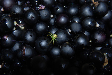 A small spider on the berries of black nightshade.