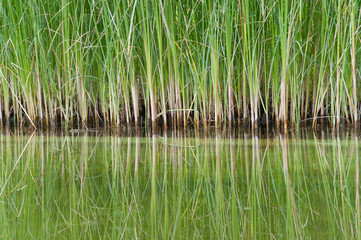 closeup of dwarf cattail reed mirroring in a swimming pond