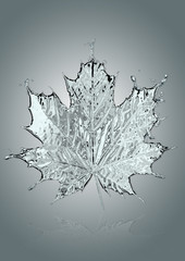 Maple leaf from water