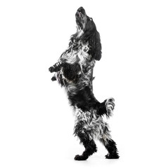 Cocker Spaniel puppy dog