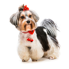 Yorkshire Terrier