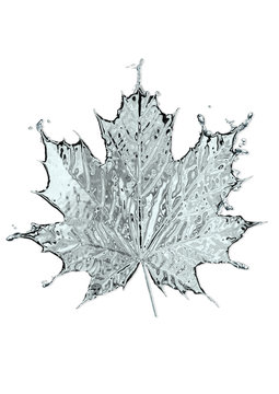 Leaf of a maple from water