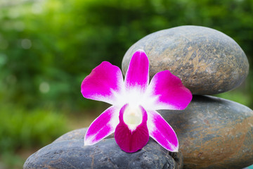 Dendrobium orchid  on the rock