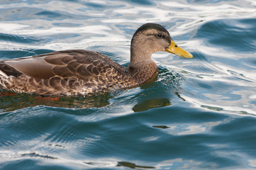 female mallard duck swimming on the lake