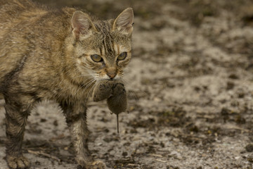 cat holds the caught mouse in teeth