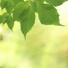 Fototapeta na wymiar Beautiful green twig with leaves on bright background