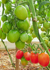 Many tomatoes growing in a greenhouse.