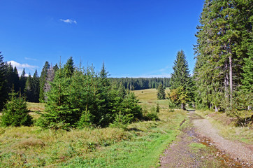 Country road in a forest, Sumava National Park