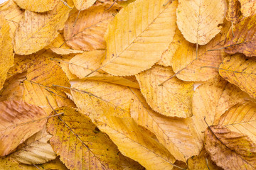 Colorful and bright background made of fallen autumn leaves