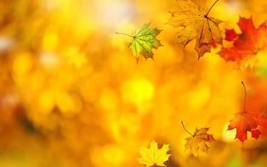 Naklejka na ściany i meble Beautiful autumn background with maple leaves