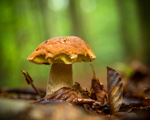 Boletus mushroom in the forest
