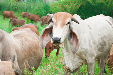 agriculture, america, animal, bull, cattle, countryside, cow, do