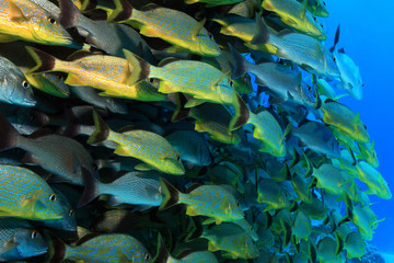 Shoal of grunt fish