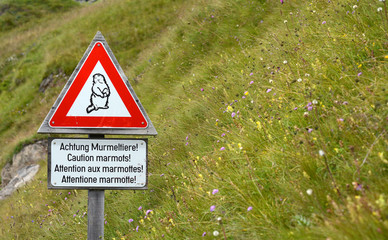 achtung murmeltiere!
