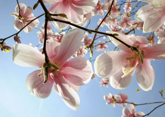 Obraz premium Magnolien