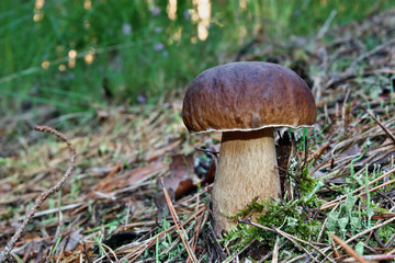 Boletus edulis