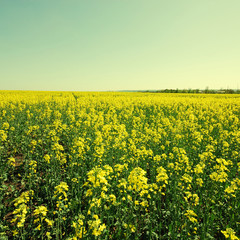 Obraz premium Vintage landscape with rapeseed field