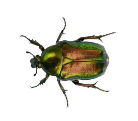 Green beetle