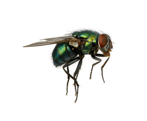 green fly