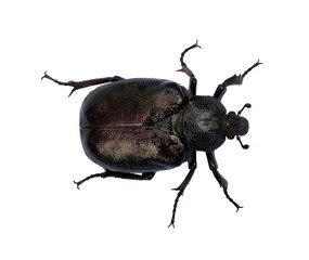 black beetle