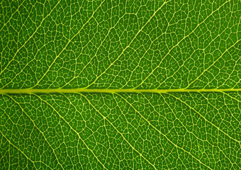 green leaf texture