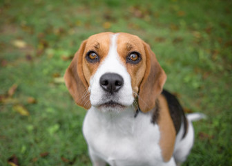 Beagle portrait in garden