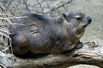 Rock hyrax