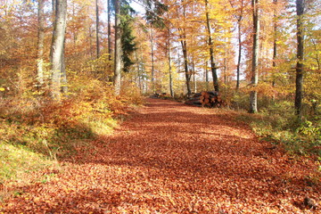 Herbstlicher Waldweg im Sonnenschein