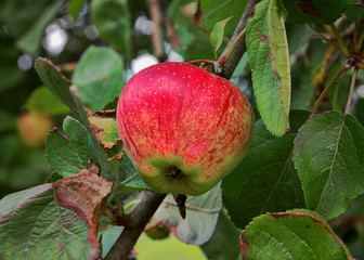 Organic Apple
