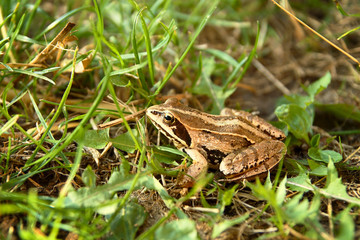 Rana temporaria - European common frog