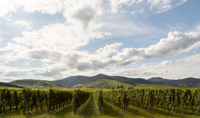 Fototapeta na wymiar Vignes sur la route des vins