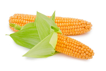 Corn ear isolated