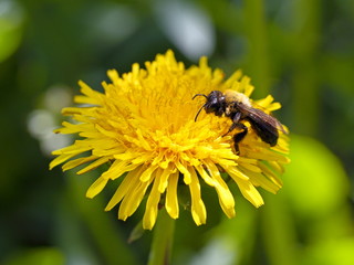 Bee on a dandelion flower