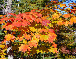 Fall foliage in the Adirondacks New York