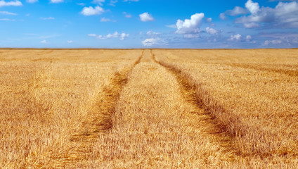 Fototapeta premium grainfield