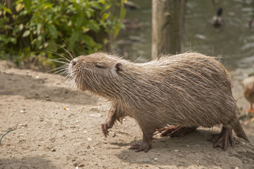 Coypu